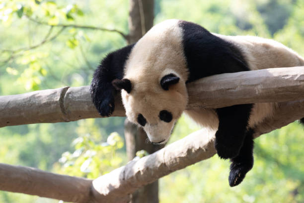 istock Funny Pose of sleeping panda 2174211401