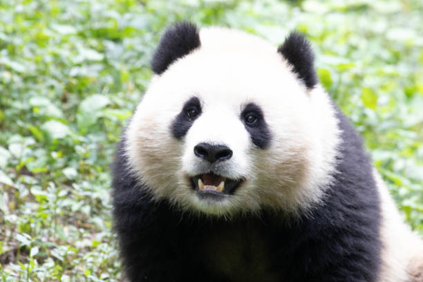Happy Cute Panda, Qing Bao, on the green yard