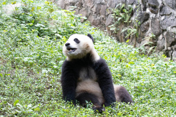 istock Giant Panda , Qing Bao, Panda Paradise, China 2174211726