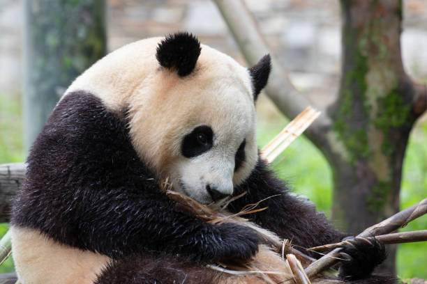 istock Close up Cute Panda , Fu Bao, Wolong Panda Base, China 2174211840