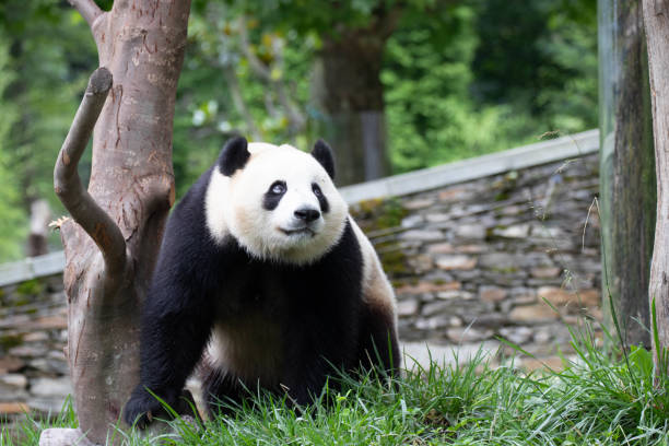 istock Close up Cute Panda, Bao Li, in Wolong Panda Base, China 2174211907