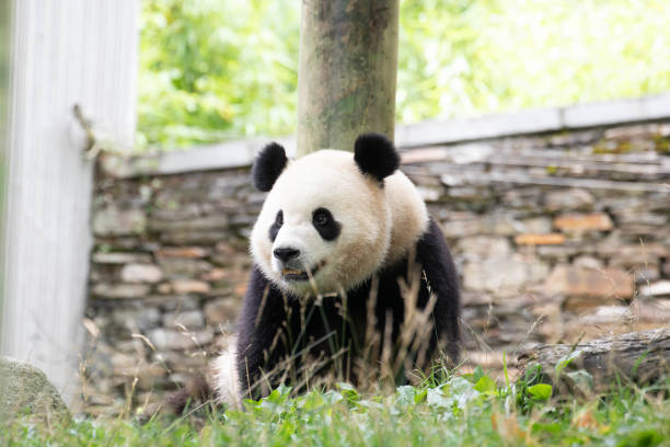 istock Close up Cute Panda, Bao Li, in Wolong Panda Base, China 2174211913