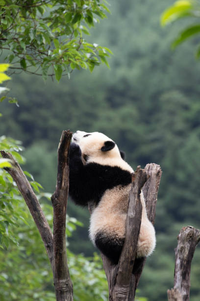 istock Close-Up Little Panda on the Tree, Wolong Panda Base, China 2174212088
