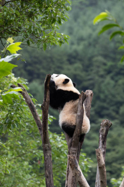 istock Close-Up Little Panda on the Tree, Wolong Panda Base, China 2174212093