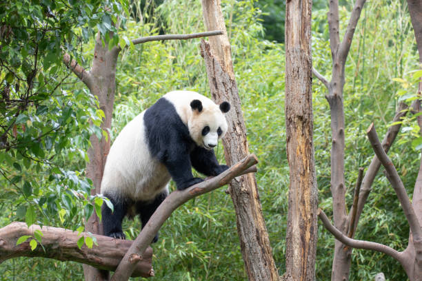 istock Close up female Panda, Rui Rui, Wolong Panda base 2174212105