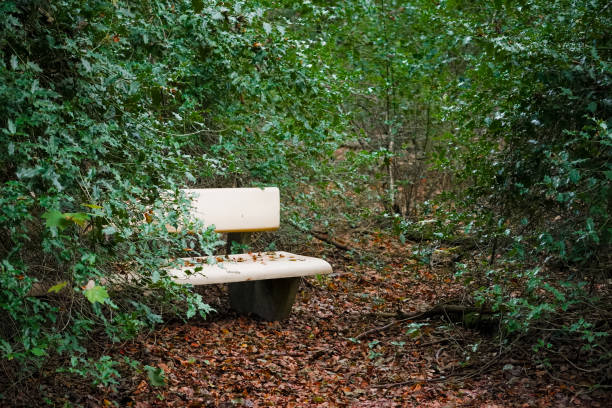 Lonely bench half way in a thorny bush with autumn brow leafs on the ground. Horizontal moody autumn photo.