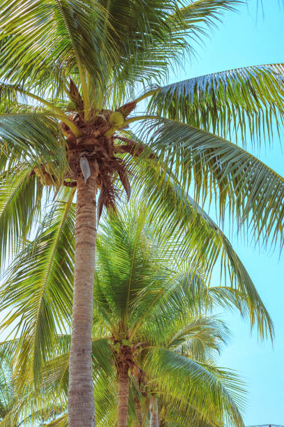 istock Green fluffy palm tree tops with coconuts. Vertical tropical landscape 2174213161