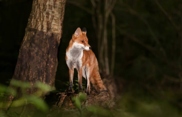 istock Portrait of a young red fox standing on a tree in a forest 2174214361
