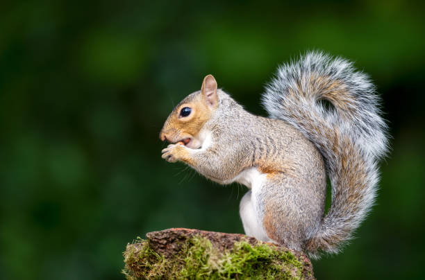 istock Portrait of a grey squirrel eating nuts on a mossy tree stump in autumn 2174214404