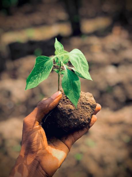 istock Hand Holding Young Plant in Soil 2174214713
