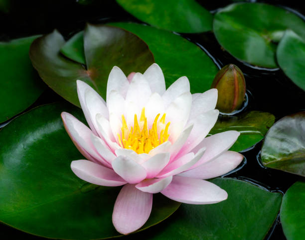 istock Pink water lilly blossom in a pond 2174215164