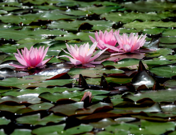 istock Pink water lilly blossom in a pond 2174215234