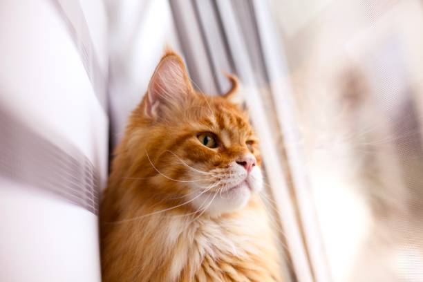 istock Ginger Maine Coon cat sitting on a windowsill behind white blinds and looking outside 2174215263