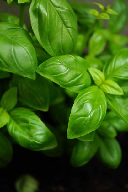 istock basil closeup on dark background, green background basil leaf texture, green basil leaves texture as a background 2174216473