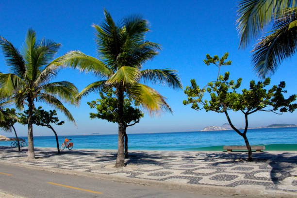 A scenic view of the Rio de Janeiro coastline, featuring tall palm trees and lush greenery, with the ocean stretching into the horizon. Ideal for themes of tropical landscapes, nature, and travel.
