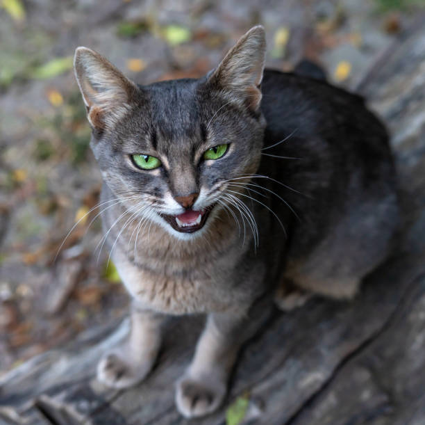 A grey cat with green eyes meows with its mouth open. His white fangs are visible. A square photo.