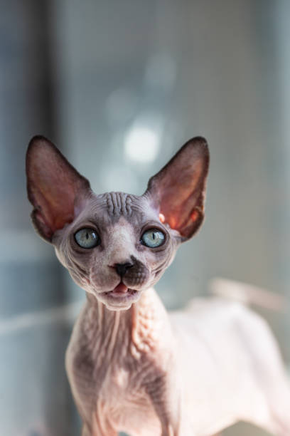 istock Canadian sphynx cat with big ears 2174221104