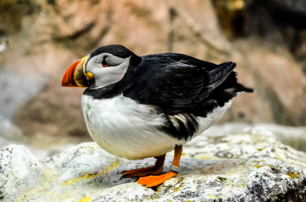 istock A black and white bird with orange beak and feet is standing on a rock 2174222373