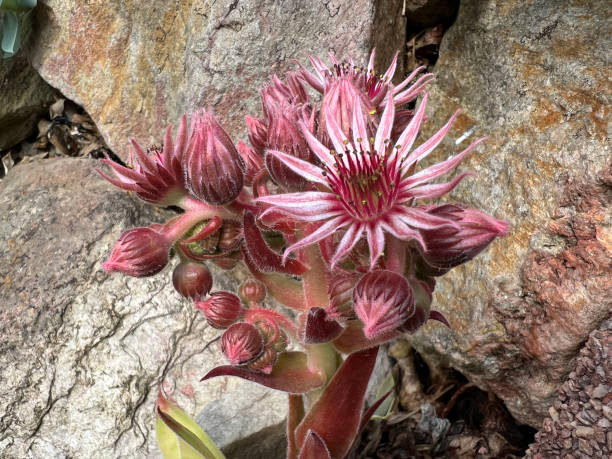 istock Hauswurz, Trockenmauer, Dachwurz, Sempervivum 2174225587