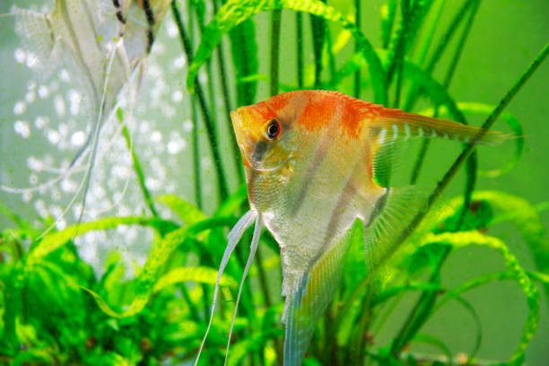 istock Manacapuru angelfish, also known as Red Shoulder angelfish 2174227796