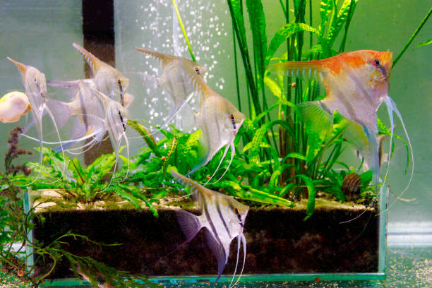 istock Manacapuru angelfish, also known as Red Shoulder angelfish 2174227805