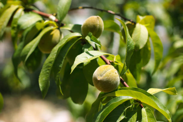 Close-up of almonds on tree