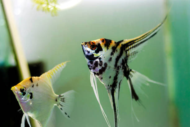 istock Koi tricolor freshwater angelfish - Pterophyllum scalare 2174227859