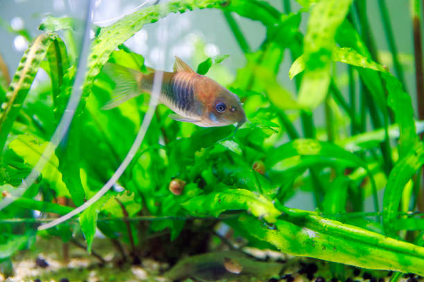 istock Bronze corydoras freshwater fish - Corydoras aeneus 2174227860