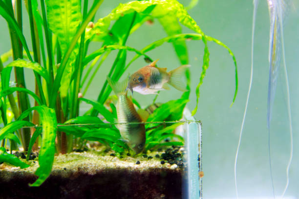 The bronze corydoras, also known as the green corydoras, bronze catfish, lightspot corydoras or wavy catfish, is a species of freshwater fish in the armored catfish family, Callichthyidae, often kept as an aquarium fish.