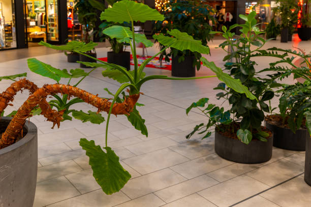 istock large plant with a long branch is in a store with other plants 2174228261