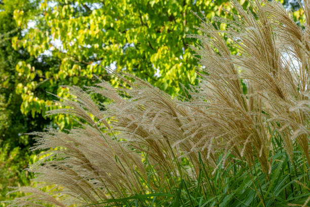 istock field of tall grass with a few trees in the background 2174228271