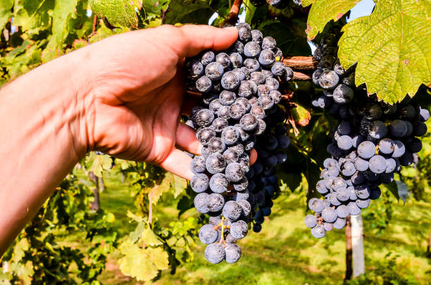 istock A hand is holding a bunch of grapes 2174229290