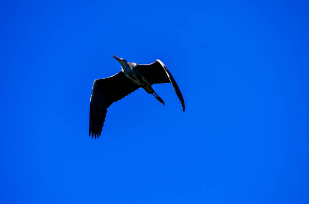 A bird is flying in the sky above a blue sky. The bird is large and has a long neck