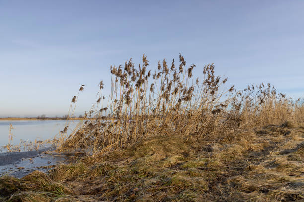 istock dark muddy lake water in winter without snow 2174229522