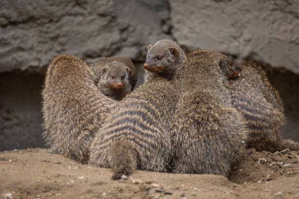istock Banded Mongoose, group with baby, Mungos mungo 2174230193