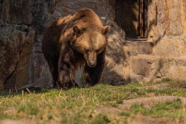 Portrait of a large brown bear examined in detail in selective focus.
