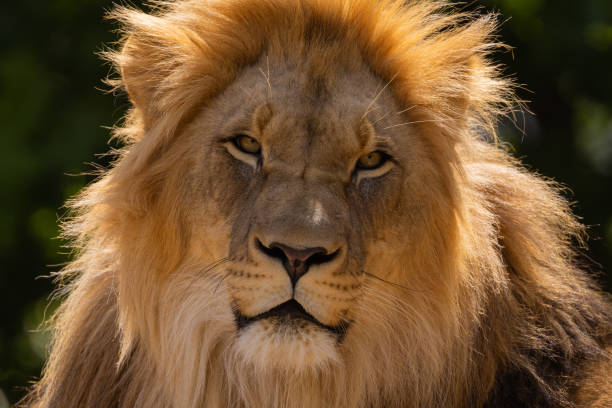 istock close-up image of a lion's face. expression is calm and majestic 2174230580