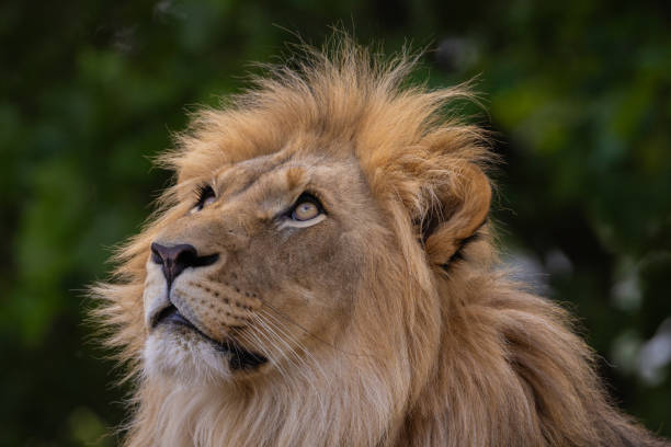 istock close-up image of a lion's face. expression is calm and majestic 2174230609