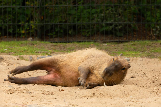 istock Capybara Kapibara Hydrochoerus hydrochaeris 2174230671