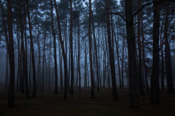A forest with trees in the background and a foggy sky. The trees are tall and dark, creating a sense of mystery and solitude. Halloween concept