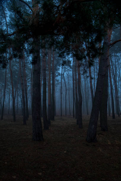 istock A forest with trees in the background and a foggy sky 2174232311