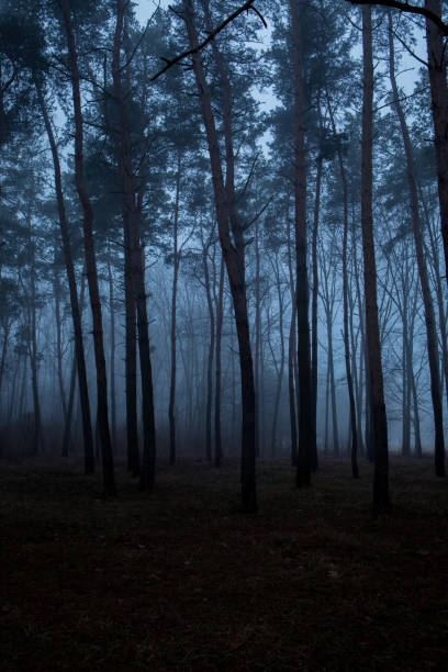 istock A forest with trees in the background and a foggy sky 2174232312