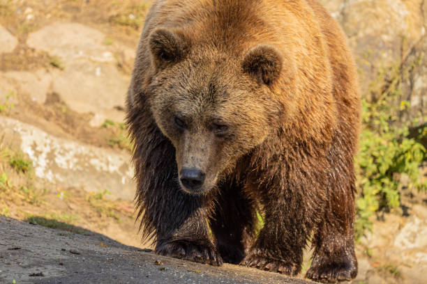 istock Brown Bear majestic, big powerful mammals 2174232331