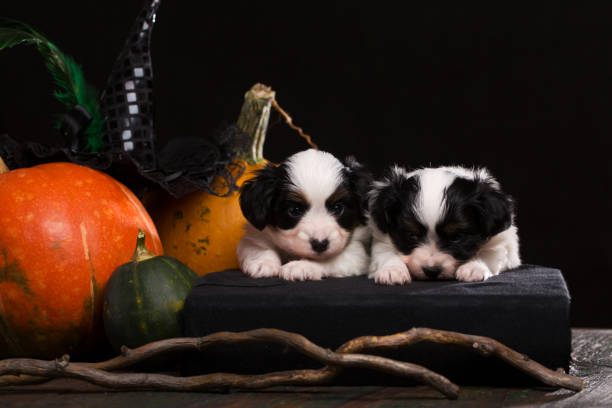 Two puppies papillon breed is laying on a black book next to orange pumpkins. Halloween concept