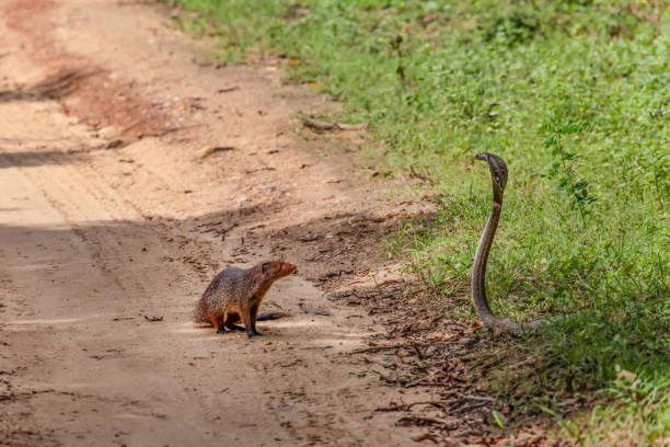 istock mongoose fights with an aggressive cobra in the wild 2174232561