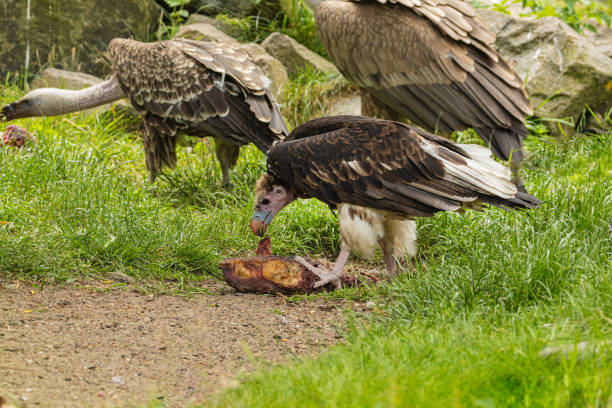 A white backed vulture feeds on an African wildebeest carcass.