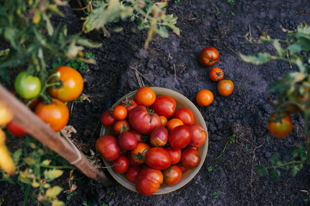 istock Freshly picked tomatoes of different varieties in a bowl 2174235741