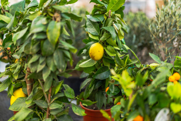 istock Lemon tree with ripening yellow fruit growing in a pot among lush green leaves. 2174236881