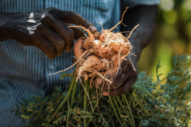 istock Farmer hands showing roots plants 2174238674