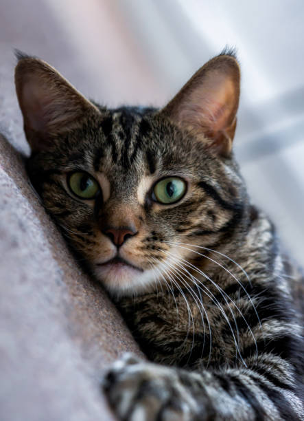 istock Adorable domestic playing pets 2174239379